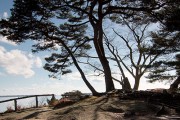 Trees of Matsushima I