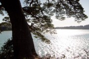 Trees of Matsushima II