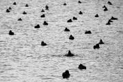 A Raft of Ducks